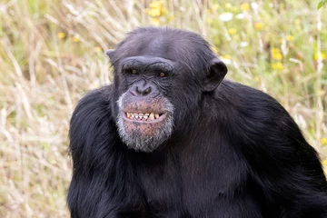 Gordijnen chimpanzee primate, Pan troglodytes outdoors © Edwin Butter
