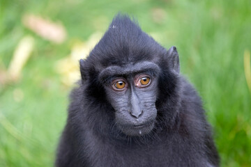 Obraz premium ape portrait, crested black macaque, Sulawesi crested macaque, black ape