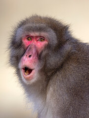 Japanese macaque, Macaca fuscata, red face monkey with opened mouth
