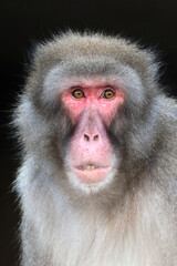 Japanese macaque, Macaca fuscata, red face monkey with opened mouth