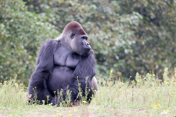 Naklejka premium big black Western Lowland gorilla in nature, primate in wildlife