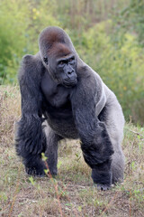 big black Western Lowland gorilla in nature, primate in wildlife