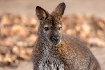 A Red-Necked Wallaby kangaroo outdoors © Edwin Butter