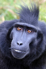 ape portrait, crested black macaque, Sulawesi crested macaque, black ape