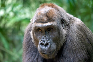 A young male Western Lowland Gorilla portrait