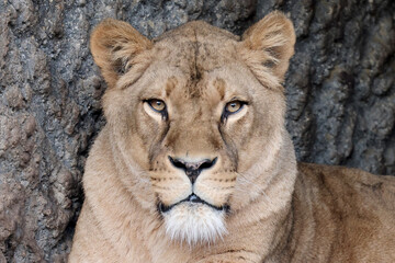Fototapeta premium predator animal, Lioness, Panthera Leo