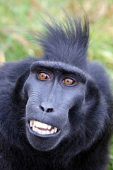 ape portrait, crested black macaque, Sulawesi crested macaque, black ape