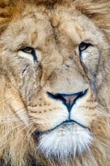 portrait of Lion, Panthera Leo predator