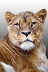 Obraz na płótnie Canvas predator animal, Lioness, Panthera Leo