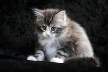 Portrait of a cute Maine Coon kitten on black background.