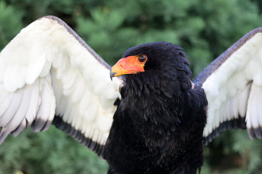 Bateleur Bilder Durchsuchen 2,571 Archivfotos, und