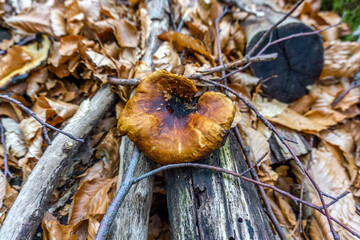 mushrooms on a tree