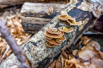 mushrooms in the wood in the forest