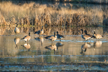 Obraz premium Canada Goose Birds in Ridgefield National Wildlife Refuge, Washington State