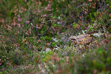Naklejka na ściany i meble frog on the ground Cairngorms National Park Scotland 
