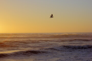 gaviota volando sobre el mar en la puesta de sol