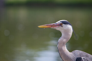 Heron Hyde Park London Head shot