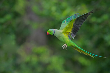 ring necked parakeet london hyde park