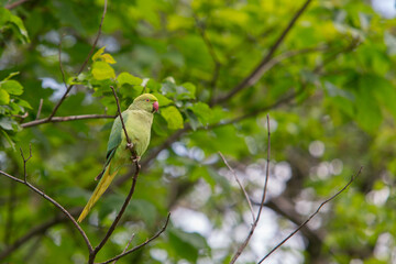 ring necked parakeet london hyde park