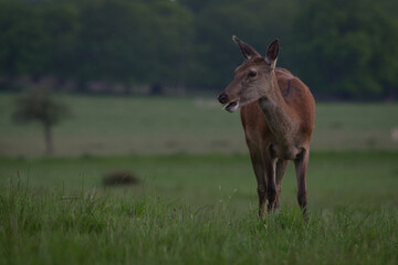Dear in the meadows, London