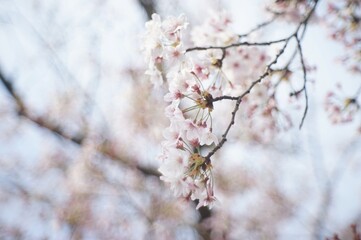 Naklejka premium Cherry blossom of Kaizu-osaki taken with old lens