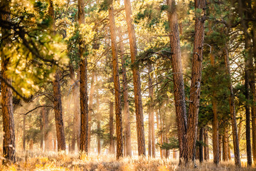 Pine Forest Lit With Rays of Sunshine