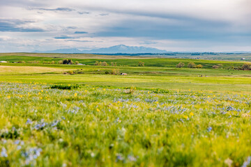 Green Wildflower Field with Mountain