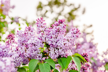 Purple Lilac Flower Close Up