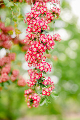 Red and White Flowers with Green Background