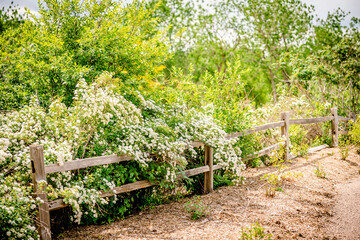 Colorado Garden Path in Summer
