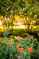 Rose Garden Surrounded by Green Leaves