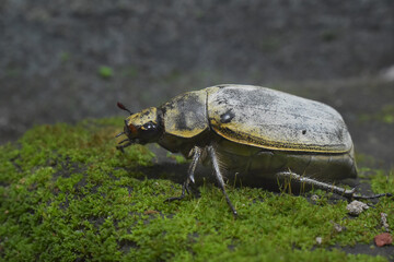 The yellow beetle is bigger than usual