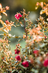 Dark Pink Rosebush With Creamy Bokeh