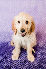 Goldendoodle Puppy Smiling on a Purple Blanket