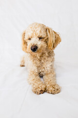 Yorkiepoo Dog Sleeping Sitting Up