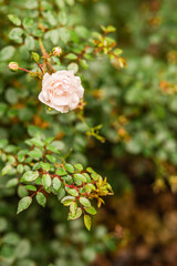 Cream Colored Rose Surrounded by Greenery