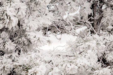 Close Up of Snow Covered Pine Tree