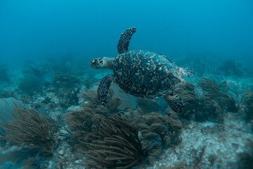 Obraz na płótnie Canvas sea turtle underwater swim in the ocean scenery blue water