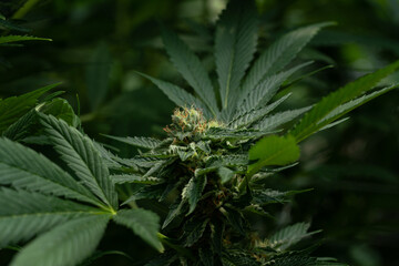 close up shot of marihuana bud blooming
