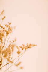 Dried flowers macro photography, herbarium and soft focus