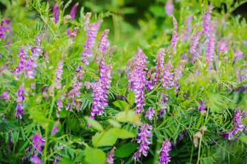 Purple flowers of hairy vetch vicia villosa on sunny summer day