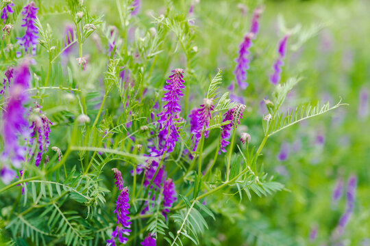 Purple flowers of hairy vetch vicia villosa on sunny summer day