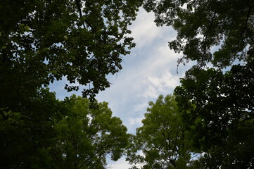 Drzewa w chmurach błękitnych