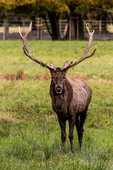 Deer in a game enclosure in Castolovice, Czech Republic