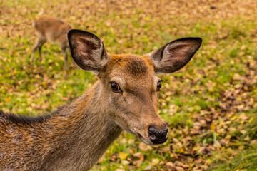 Deer in a game enclosure in Castolovice, Czech Republic