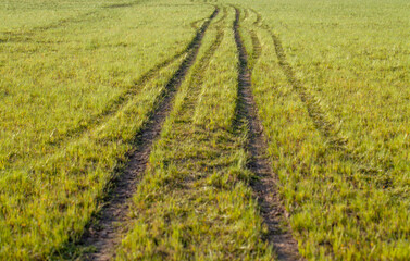 Fototapeta na wymiar path in the fields 