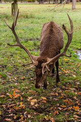 Deer in the game enclosure in Castolovice, Czech Republic