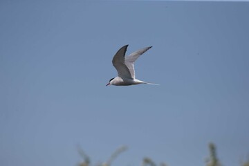 Artic Turn in Flight