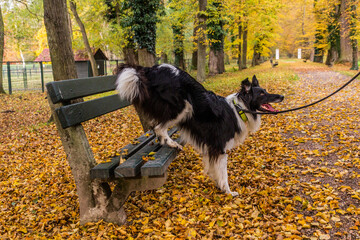 Collie breed dog on a bench in autumn colorful park