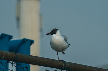 seagull perched on a fence